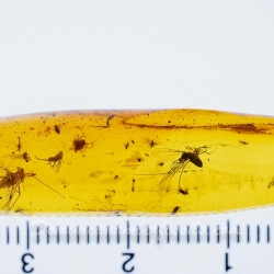 AF01 173 Ephemeroptera Leptophlebiidae   Mayfly Fossil Inclusion In Dominican Amber 9