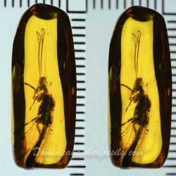 AF01 176 Antlion Neuroptera Myrmeleontidae Fossil In Dominican Amber 10