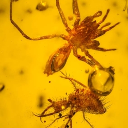 AF01 176 Antlion Neuroptera Myrmeleontidae Fossil In Dominican Amber 11