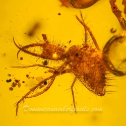 AF01 176 Antlion Neuroptera Myrmeleontidae Fossil In Dominican Amber 12