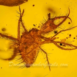 AF01 176 Antlion Neuroptera Myrmeleontidae Fossil In Dominican Amber 13