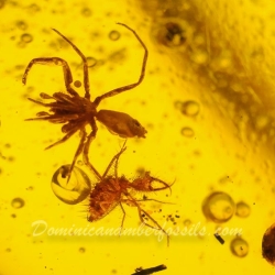 AF01 176 Antlion Neuroptera Myrmeleontidae Fossil In Dominican Amber 16