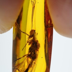 AF01 176 Antlion Neuroptera Myrmeleontidae Fossil In Dominican Amber 18