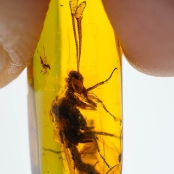 AF01 176 Antlion Neuroptera Myrmeleontidae Fossil In Dominican Amber 19