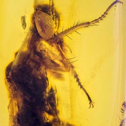 AF01 176 Antlion Neuroptera Myrmeleontidae Fossil In Dominican Amber 2