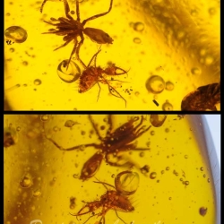 AF01 176 Antlion Neuroptera Myrmeleontidae Fossil In Dominican Amber 20