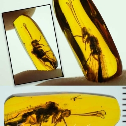 AF01 176 Antlion Neuroptera Myrmeleontidae Fossil In Dominican Amber 22