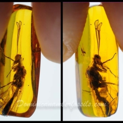 AF01 176 Antlion Neuroptera Myrmeleontidae Fossil In Dominican Amber 24