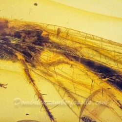 AF01 176 Antlion Neuroptera Myrmeleontidae Fossil In Dominican Amber 3