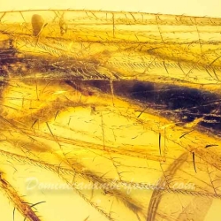 AF01 176 Antlion Neuroptera Myrmeleontidae Fossil In Dominican Amber 4