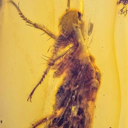 AF01 176 Antlion Neuroptera Myrmeleontidae Fossil In Dominican Amber 5