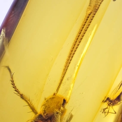 AF01 176 Antlion Neuroptera Myrmeleontidae Fossil In Dominican Amber 6