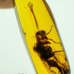 AF01 176 Antlion Neuroptera Myrmeleontidae Fossil In Dominican Amber 7