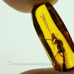 AF01 176 Antlion Neuroptera Myrmeleontidae Fossil In Dominican Amber 8