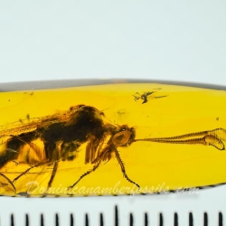 AF01 176 Antlion Neuroptera Myrmeleontidae Fossil In Dominican Amber 9