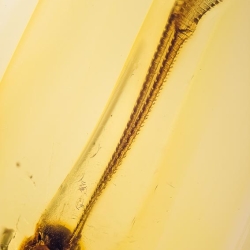 AF01 176 Antlion Neuroptera Myrmeleontidae Fossil In Dominican Amber