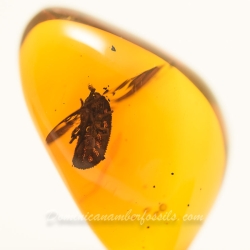 AF01 178 Dominican Amber Fossil Inclusion Soft Tick Argasidae Ornithodorinae Ornithodoros Antiquus 10