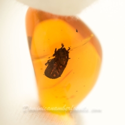 AF01 178 Dominican Amber Fossil Inclusion Soft Tick Argasidae Ornithodorinae Ornithodoros Antiquus 12