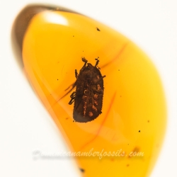 AF01 178 Dominican Amber Fossil Inclusion Soft Tick Argasidae Ornithodorinae Ornithodoros Antiquus 9