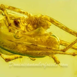 AF01 181 Spider Maternal Care Behavior Fossil In Dominican Amber 10