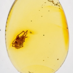 AF01 181 Spider Maternal Care Behavior Fossil In Dominican Amber 2