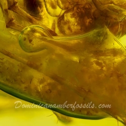 AF01 181 Spider Maternal Care Behavior Fossil In Dominican Amber 3