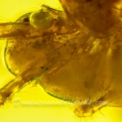 AF01 181 Spider Maternal Care Behavior Fossil In Dominican Amber 4