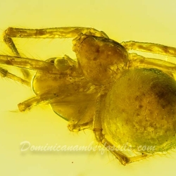 AF01 181 Spider Maternal Care Behavior Fossil In Dominican Amber 5