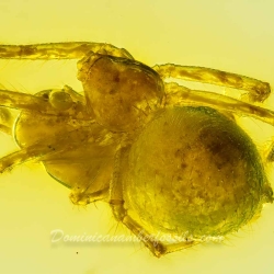 AF01 181 Spider Maternal Care Behavior Fossil In Dominican Amber 6