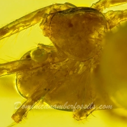 AF01 181 Spider Maternal Care Behavior Fossil In Dominican Amber 8