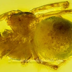 AF01 181 Spider Maternal Care Behavior Fossil In Dominican Amber 9