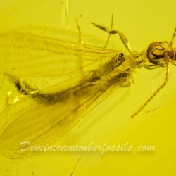 AF01 182 Embioptera 10