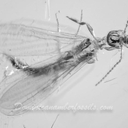 AF01 182 Embioptera 11