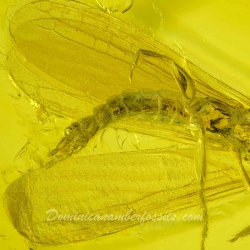 AF01 182 Embioptera 3