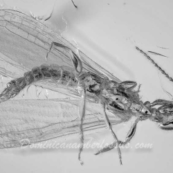 AF01 182 Embioptera 4