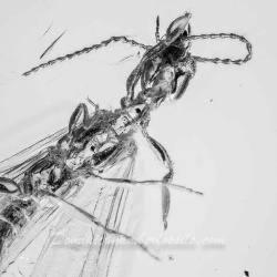 AF01 182 Embioptera 7