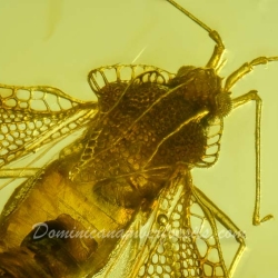 AF01 183 Heteroptera Tingidae Tinginae 16