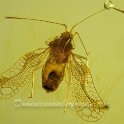 AF01 183 Heteroptera Tingidae Tinginae 19