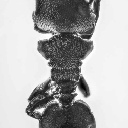 AF01 184 Hymenoptera Formicidae Myrmicinae Cephalotes 2