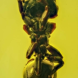 AF01 184 Hymenoptera Formicidae Myrmicinae Cephalotes 3