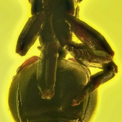 AF01 184 Hymenoptera Formicidae Myrmicinae Cephalotes 7