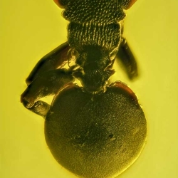 AF01 184 Hymenoptera Formicidae Myrmicinae Cephalotes 9