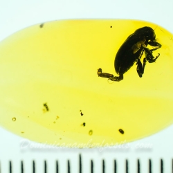 AF01 188 Coleoptera 11