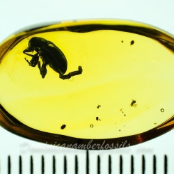 AF01 188 Coleoptera 12