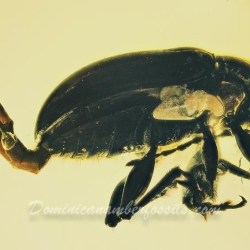 AF01 188 Coleoptera 2