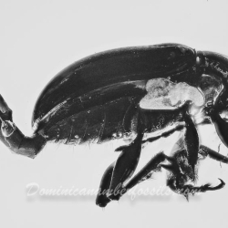 AF01 188 Coleoptera 3