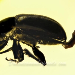 AF01 188 Coleoptera 4