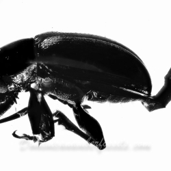 AF01 188 Coleoptera 5