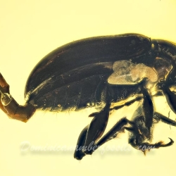 AF01 188 Coleoptera