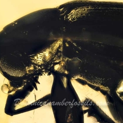 AF01 188 Coleoptera 6